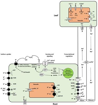 New Insights on Plant Salt Tolerance Mechanisms and Their Potential Use for Breeding